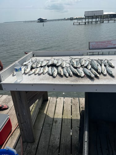 4 Hour Trolling Trip In Gulf Shores