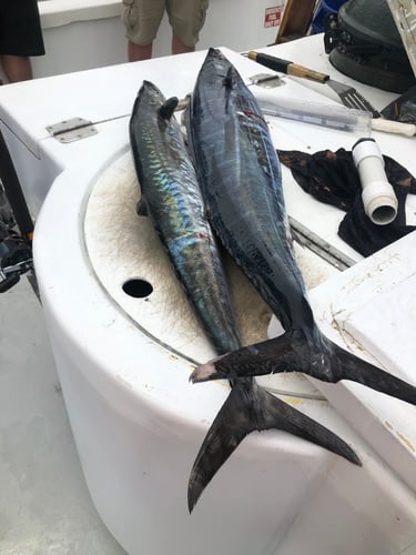 4 Hour Trolling Trip In Gulf Shores