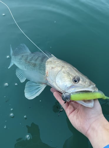 Monster Pike High Mountain Lakes In Banyoles