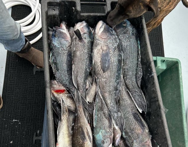 Overtime Tunas, Stripers, Sea Bass+ In Newport