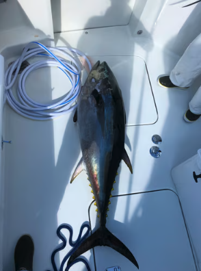 Overtime Tunas, Stripers, Sea Bass+ In Newport