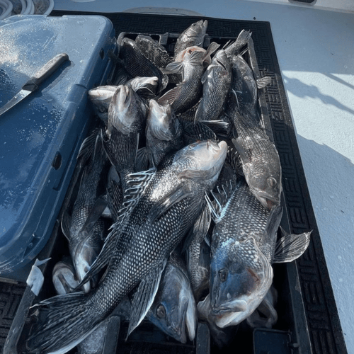 Overtime Tunas, Stripers, Sea Bass+ In Newport