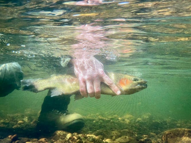 Sequoia National Forest Fly Fishing In Hume