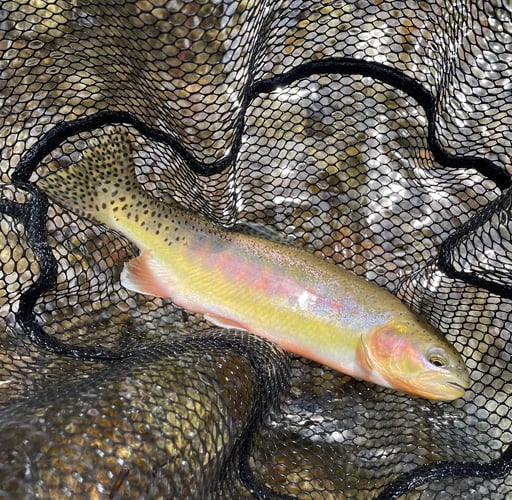 Sequoia National Forest Fly Fishing In Hume