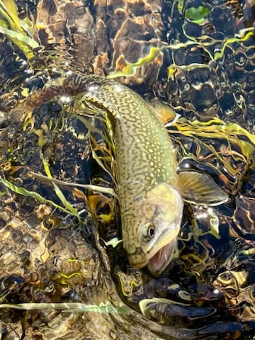 Sequoia National Forest Fly Fishing In Hume