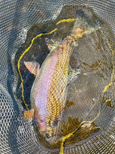 Sequoia National Forest Fly Fishing In Hume