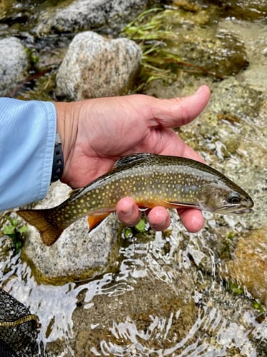 Sequoia National Forest Fly Fishing In Hume