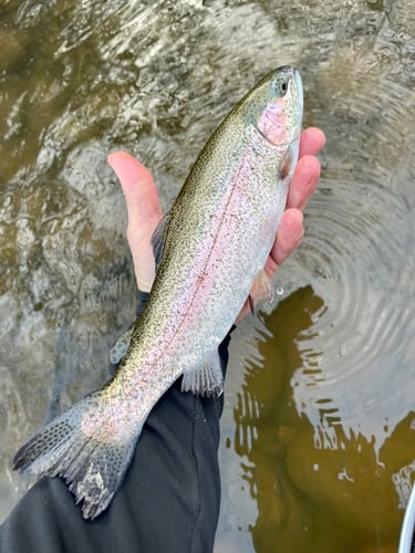 Sequoia National Forest Fly Fishing In Hume