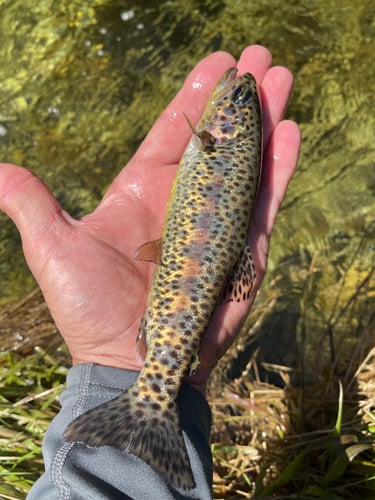 Sequoia National Forest Fly Fishing In Hume