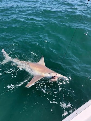 Shark Trip - 24' SeaPro In Panama City Beach