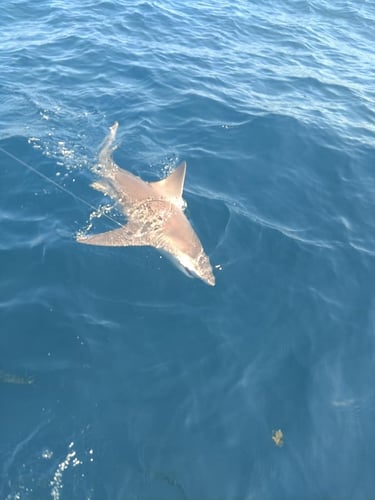 Shark Trip - 24' SeaPro In Panama City Beach