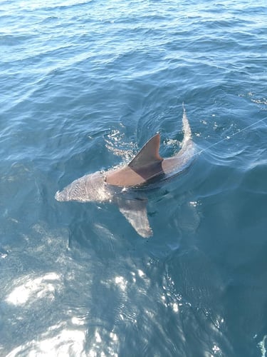 Shark Trip - 24' SeaPro