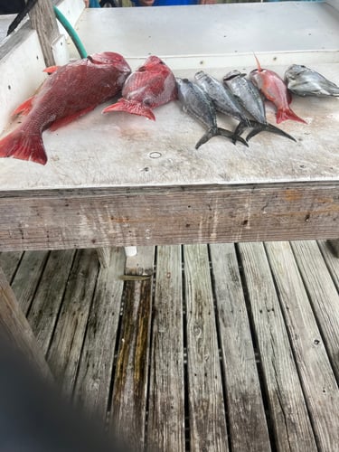 5 Hr Bottom Fishing & Trolling In Gulf Shores
