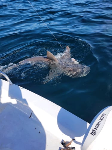 Nighttime Shark Expedition In Panama City Beach