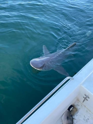 Half Day Shark Trip - 22' Cape Horn