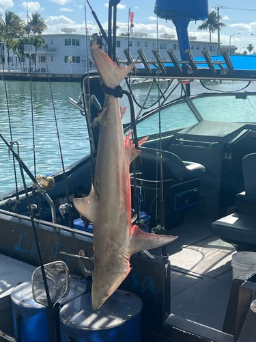 AM Full Day Big Game/Deep Sea In Miami