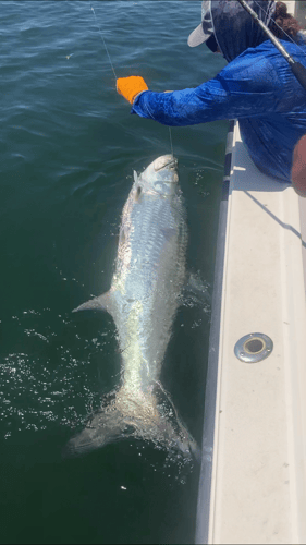 Tarpon Fishing In San Leon