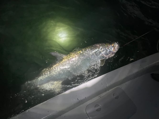 Tarpon Fishing In San Leon