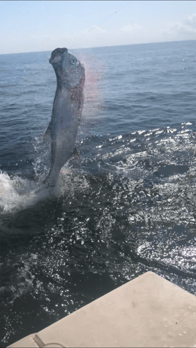 Tarpon Fishing In San Leon