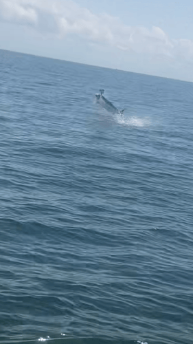 Tarpon Fishing In San Leon