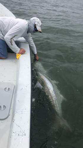 Tarpon Fishing In San Leon