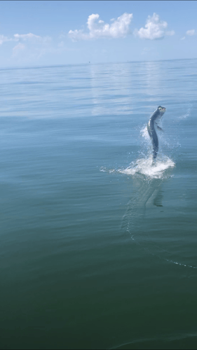 Tarpon Fishing In San Leon