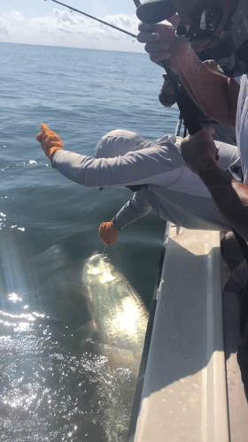 Tarpon Fishing In San Leon