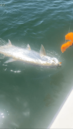 Tarpon Fishing In San Leon