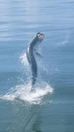 Tarpon Fishing In San Leon