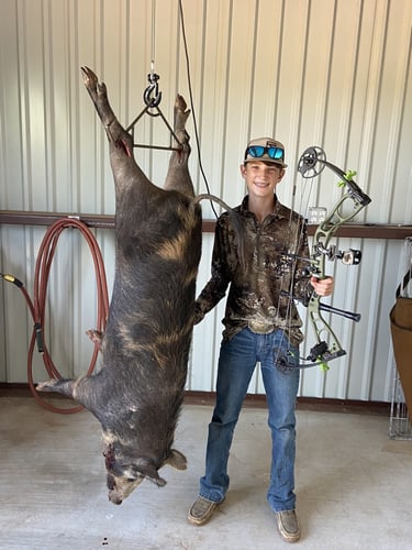 Hog Hunt In Anson