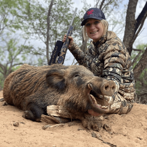 Hog Hunt In Anson