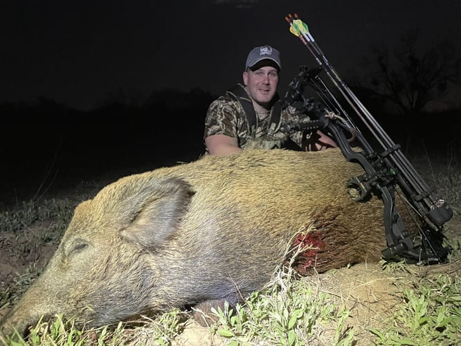 Hog Hunt In Anson