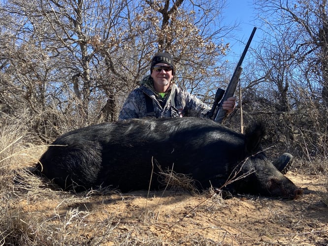 Hog Hunt In Anson