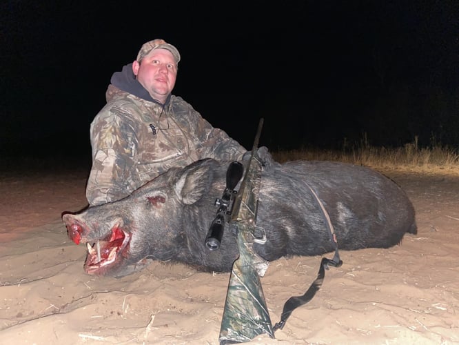 Hog Hunt In Anson