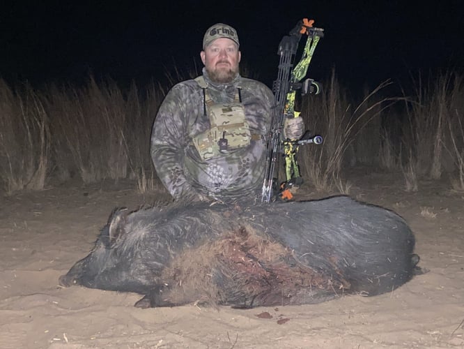 Hog Hunt In Anson