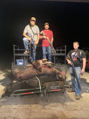 Hog Hunt In Anson