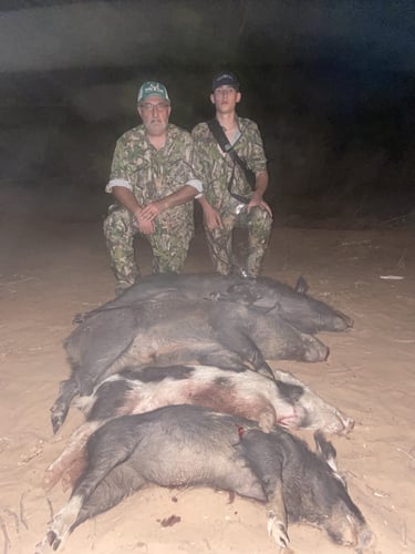 Hog Hunt In Anson