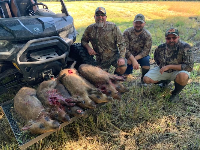 Eradication Hog Hunt In Palestine