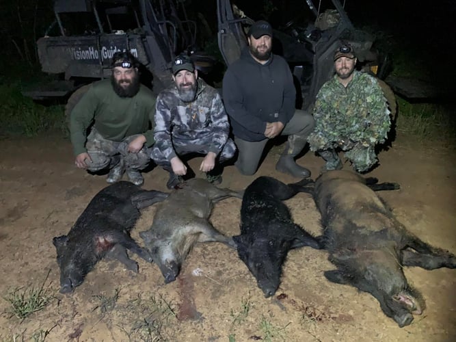 Eradication Hog Hunt In Palestine