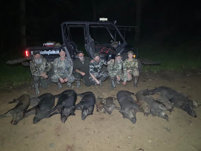 Eradication Hog Hunt In Palestine