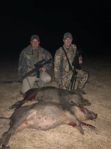 Texas Hog Harvest In Bowie