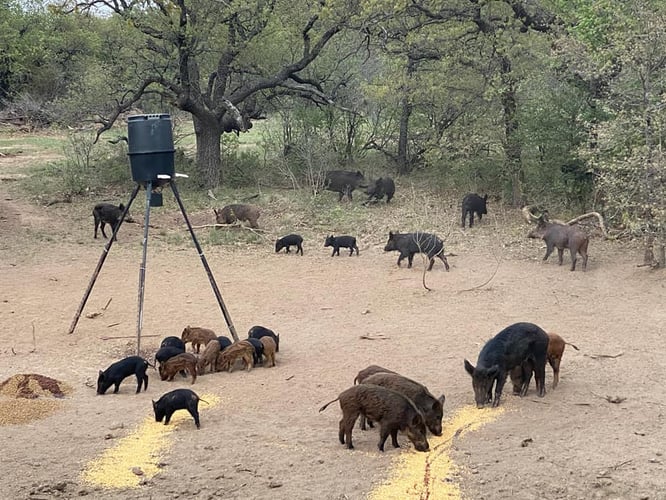 Texas Hog Harvest In Bowie