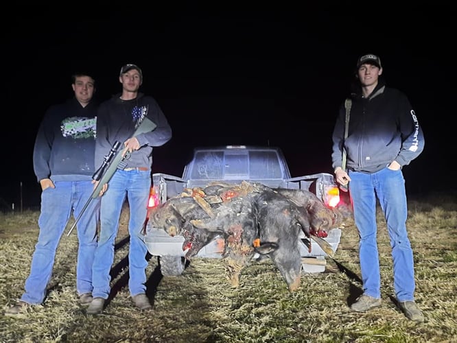 Texas Hog Harvest In Bowie