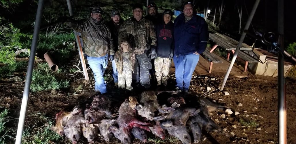 Texas Hog Harvest In Bowie