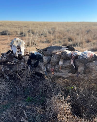 Duck Hunting TX/OK In Devol