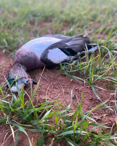 Duck Hunting TX/OK In Devol