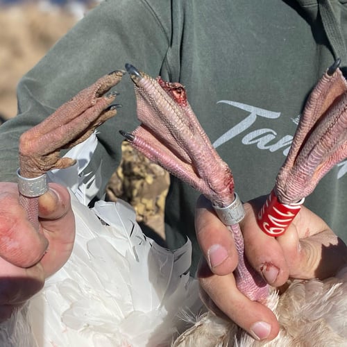 West Texas Plains Goose Hunting In New Deal