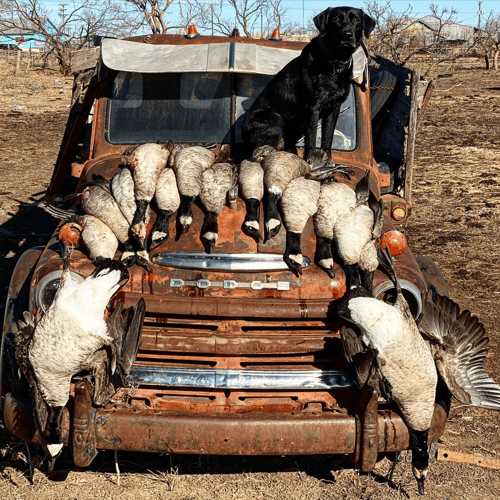 West Texas Plains Goose Hunting In New Deal