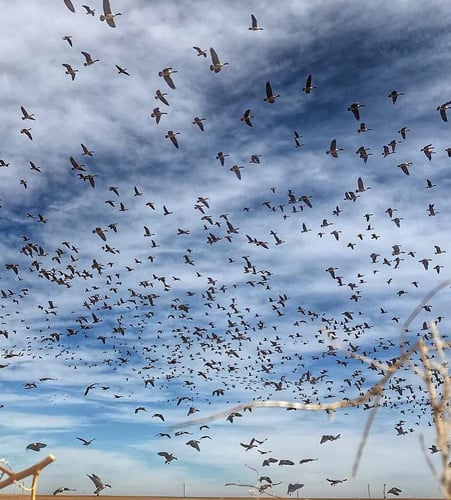 West Texas Plains Goose Hunting In New Deal