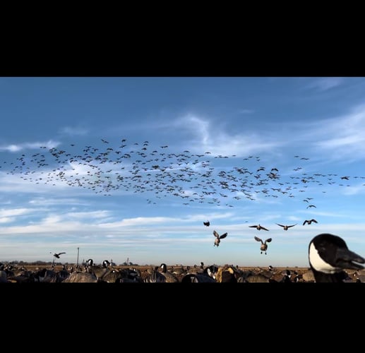 West Texas Plains Goose Hunting In New Deal